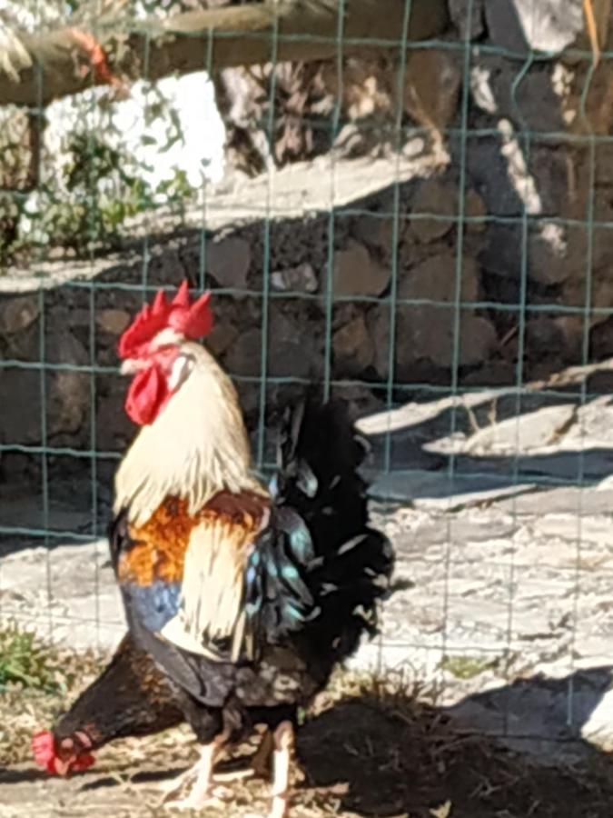 منزل الضيف غويخار سييرا  في Cortijo La Solana المظهر الخارجي الصورة